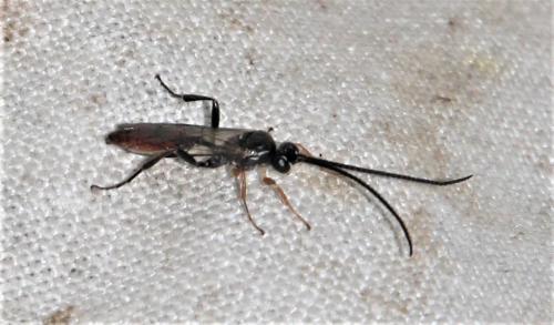Crypteffigies lanius